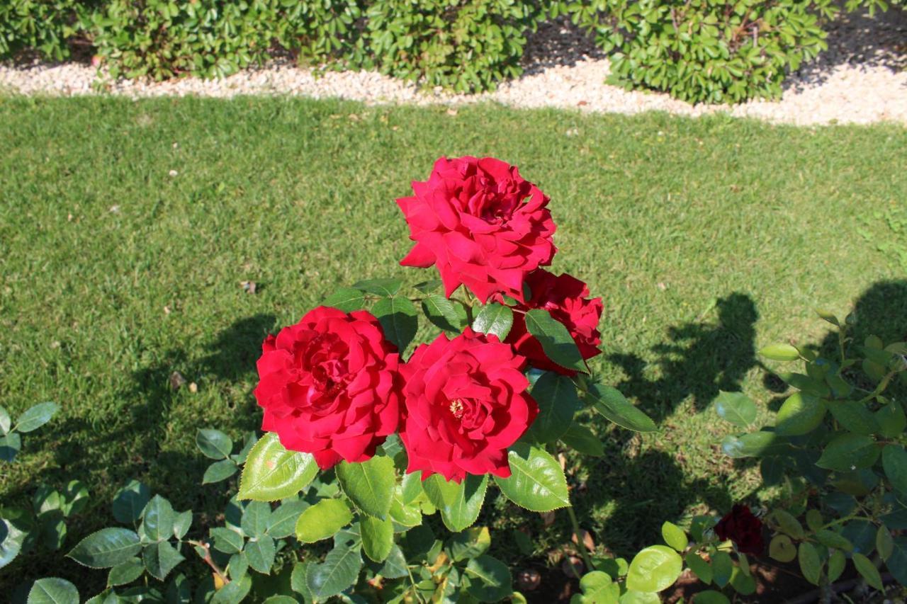 Lanuvio Il Casale Degli Ulivi - Agriturismo - Tenimenti Leone מראה חיצוני תמונה
