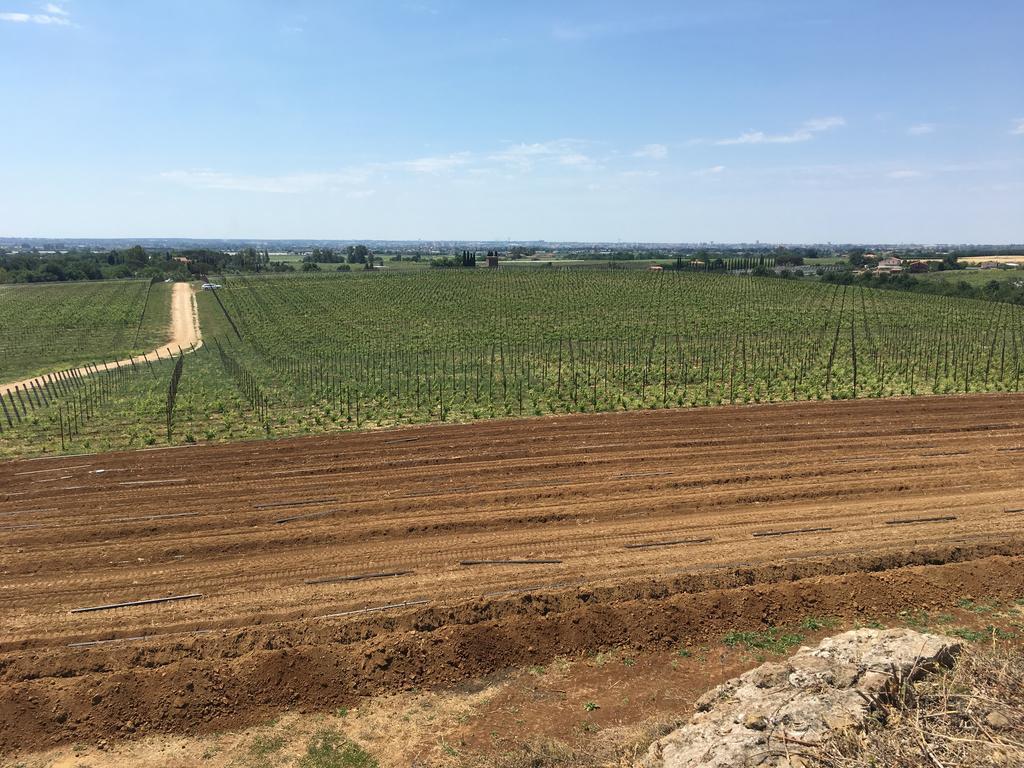 Lanuvio Il Casale Degli Ulivi - Agriturismo - Tenimenti Leone מראה חיצוני תמונה